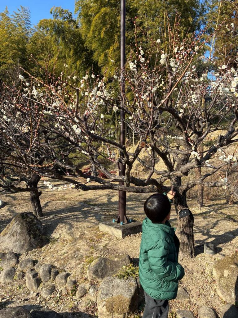 於大公園　梅の花