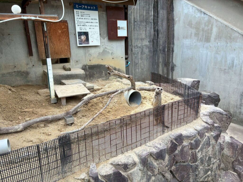 ミーアキャット