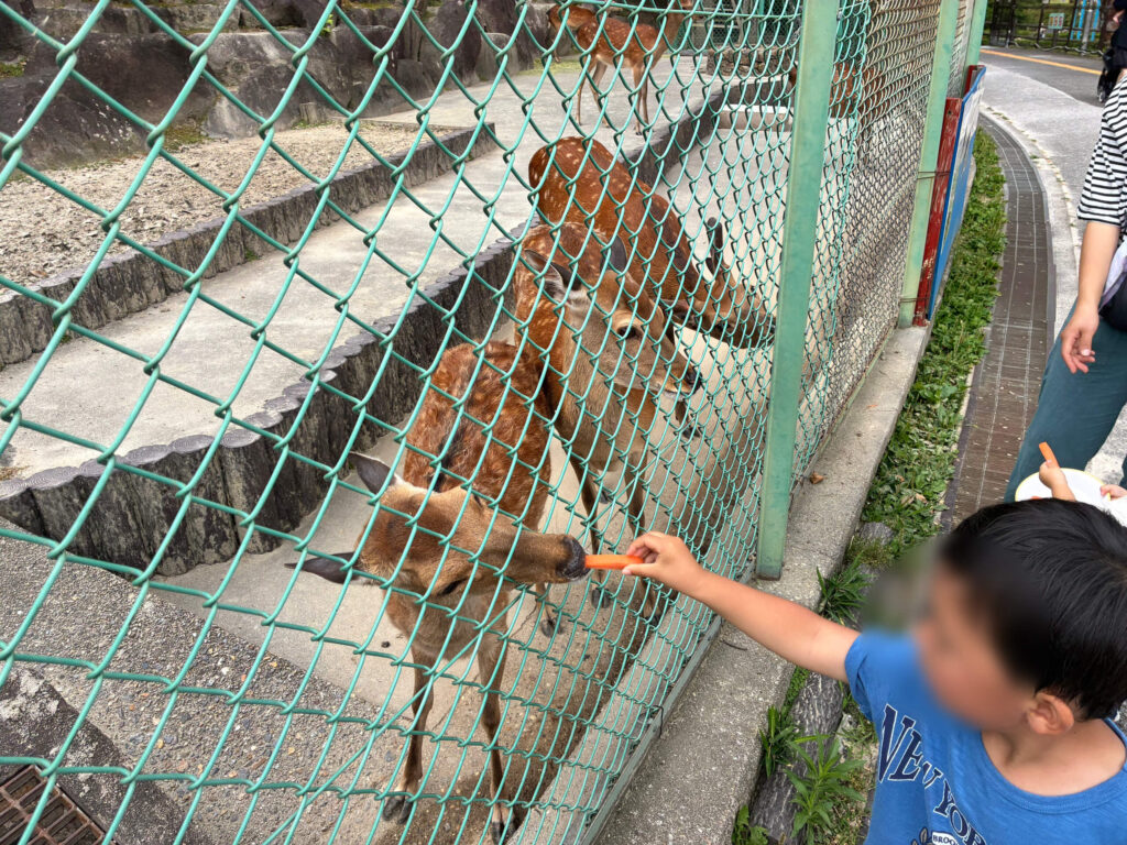 シカのえさやりをしている息子