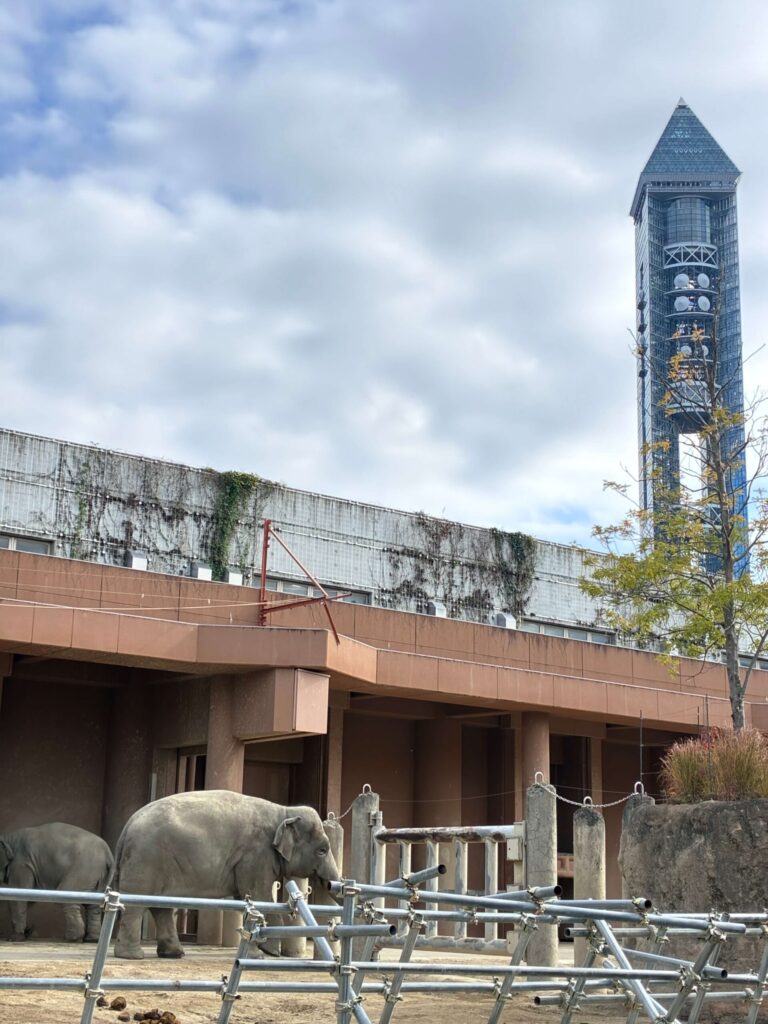 東山動物園のゾウ