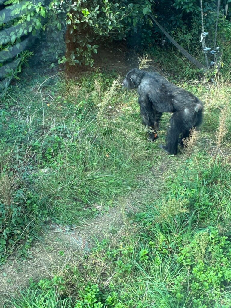 東山動物園のゴリラ